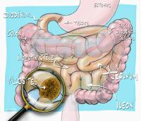 intestin_grele_illustration_o_juanati_-_c_snfge_bd.jpg