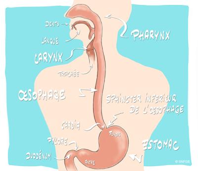 oesophage-estomac_illustration_o_juanati_-_c_snfge_bd.jpg