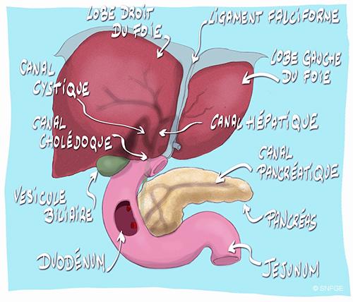 foie-vb_illustration_o_juanati_-_c_snfge_bd.jpg