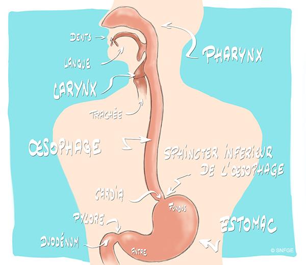 oesophage-estomac_illustration_o_juanati_-_c_snfge_bd.jpg