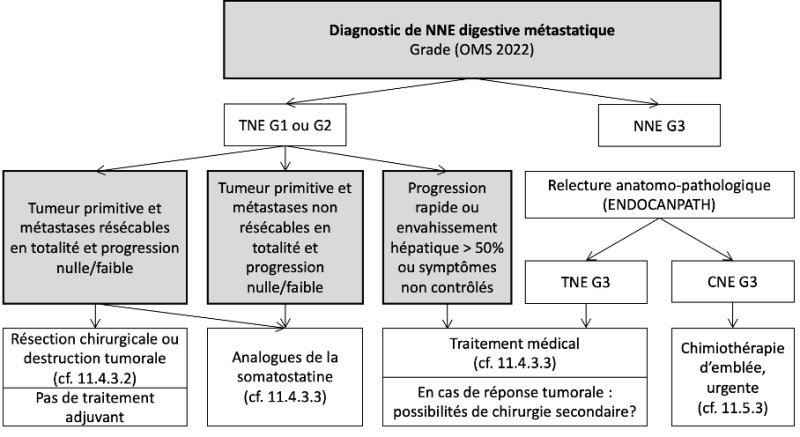 CNE, carcinome neuroendocrine (peu différencié) ; NNE, néoplasies neuroendocrines ;